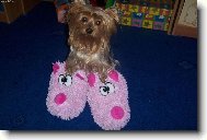 Jork��rsk� terier, Yorkshire Terrier,