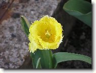 tulip�n