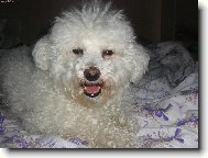 Bichon � poil fris�, Bichon Frise