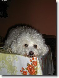 Bichon � poil fris�, Bichon Frise