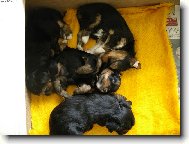 Jork��rsk� terier, Yorkshire Terrier,