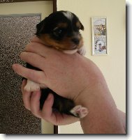 Jork��rsk� terier, Yorkshire Terrier,