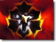 tulip�n