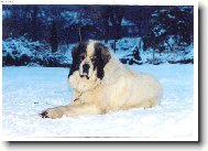 Chien de Montagne des Pyr�n�es