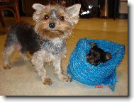 Jork��rsk� terier, Yorkshire Terrier,