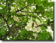 Australian Greyhound