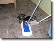 Jork��rsk� terier, Yorkshire Terrier,