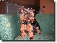 Jork��rsk� terier, Yorkshire Terrier,