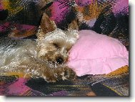 Chinese Crested Dog