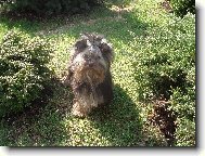 Jork��rsk� terier, Yorkshire Terrier,