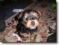 Jork��rsk� terier, Yorkshire Terrier,