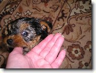 Jork��rsk� terier, Yorkshire Terrier,