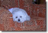 Bichon � poil fris�, Bichon Frise
