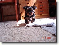 Jork��rsk� terier, Yorkshire Terrier,