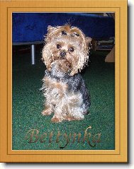 Jork��rsk� terier, Yorkshire Terrier,