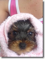 Jork��rsk� terier, Yorkshire Terrier,