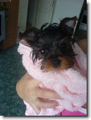 Jork��rsk� terier, Yorkshire Terrier,