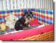 Jork��rsk� terier, Yorkshire Terrier,