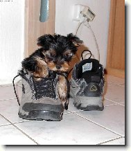 Jork��rsk� terier, Yorkshire Terrier,