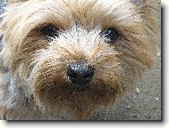 Jork��rsk� terier, Yorkshire Terrier,