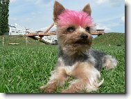 Jork��rsk� terier, Yorkshire Terrier,