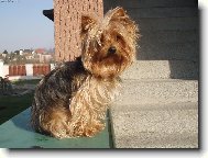 Jork��rsk� terier, Yorkshire Terrier,