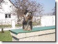 Jork��rsk� terier, Yorkshire Terrier,