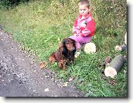 Dachshund