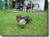 Chinese Crested Dog