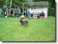 Chinese Crested Dog