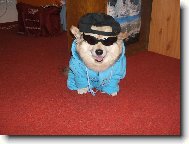 Deutscher spitz - Mittelspitz, German Spitz � Medium size Spitz