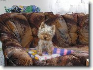 Jork��rsk� terier, Yorkshire Terrier,