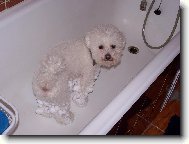 Bichon � poil fris�, Bichon Frise