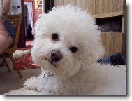 Bichon � poil fris�, Bichon Frise