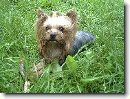 Jork��rsk� terier, Yorkshire Terrier,