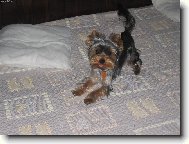 Jork��rsk� terier, Yorkshire Terrier,