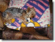 Jork��rsk� terier, Yorkshire Terrier,