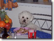 Bichon � poil fris�, Bichon Frise