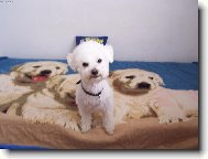 Bichon � poil fris�, Bichon Frise