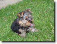 Jork��rsk� terier, Yorkshire Terrier,