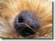 Jork��rsk� terier, Yorkshire Terrier,