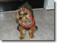 Jork��rsk� terier, Yorkshire Terrier,