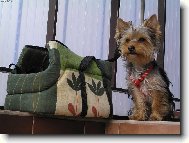 Jork��rsk� terier, Yorkshire Terrier,