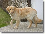Str� domu