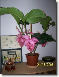 Medinilla magnifica