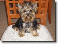 Jork��rsk� terier, Yorkshire Terrier,