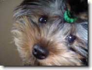 Jork��rsk� terier, Yorkshire Terrier,