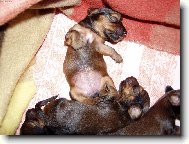 Dachshund