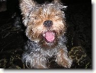 Jork��rsk� terier, Yorkshire Terrier,