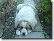 Chien de Montagne des Pyr�n�es